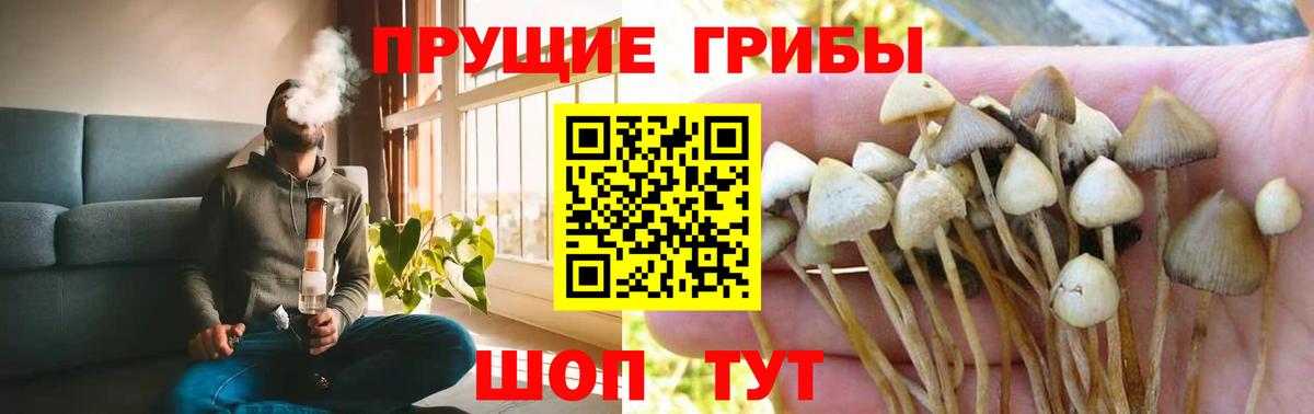 Псилоцибиновые грибы Cubensis Старая Купавна